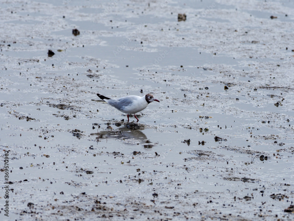 Fototapeta premium Lachmöve am Strand