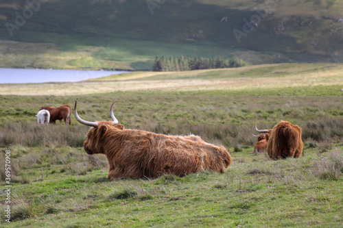 Highland Cow in the Black Mountains