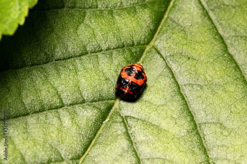 Harlequin ladybird Pupa, (Harmonia axyridis),