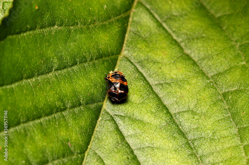 Harlequin ladybird Pupa after hatching, (Harmonia axyridis),