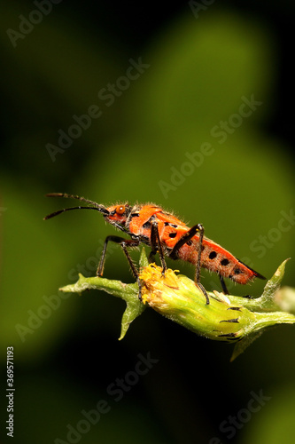 Corizus hyoscyami