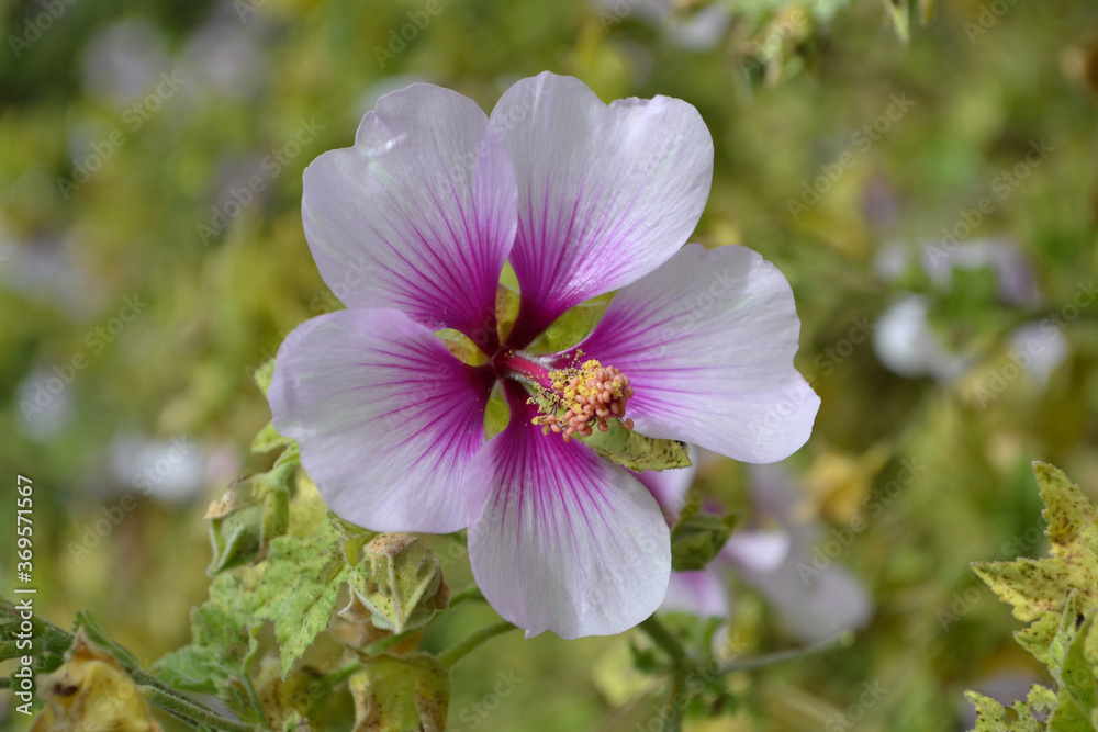 ラバテラ・マリティマ、バイカラー(Tree mallow) ラバテラ・マリティマ、バイカラー(Tree mallow)