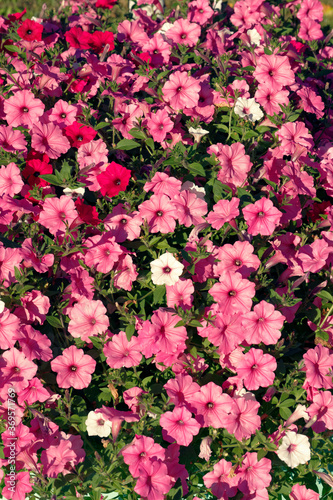 Pink flowers background. Colorful floral pattern. 