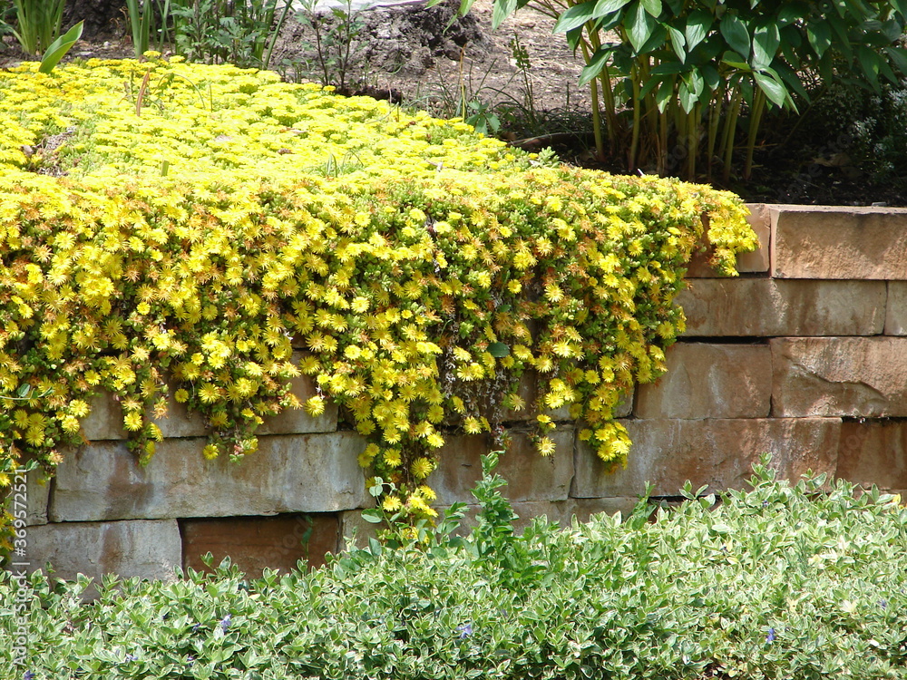 Hardy Ice Plant Delosperma Nubigenum Growing On A Garden Wall In A Xeriscape Garden Yellow Flowers On Green Foliage Stock Photo Adobe Stock
