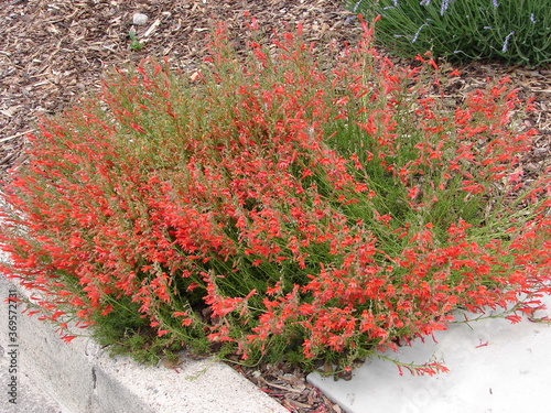 Penstemon pinefolius, pineleaf penstemon, orange red flowers on green foliage, in full bloom in a garden photo