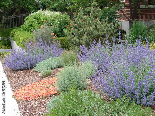 xeriscape garden landscape with hardy ice plant, catmint, penstemon and pine photo