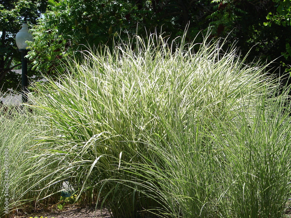 Miscanthus sinensis 'Morning Light' ornamental grass in a xeriscape