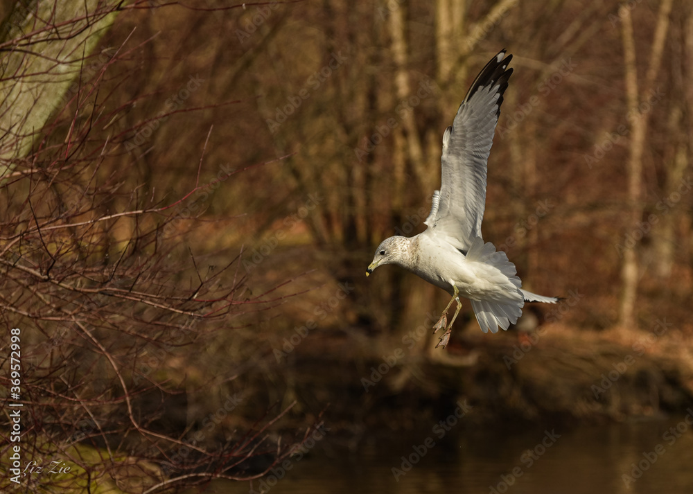 Obraz premium seagull in flight