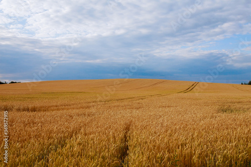 The field has reached wheat. The natural composition.