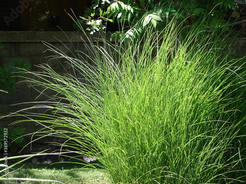 Ornamental grasses, Miscanthus sinensis, xeriscaped landscape.