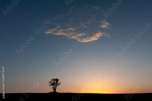 silhouette of tree at sunset