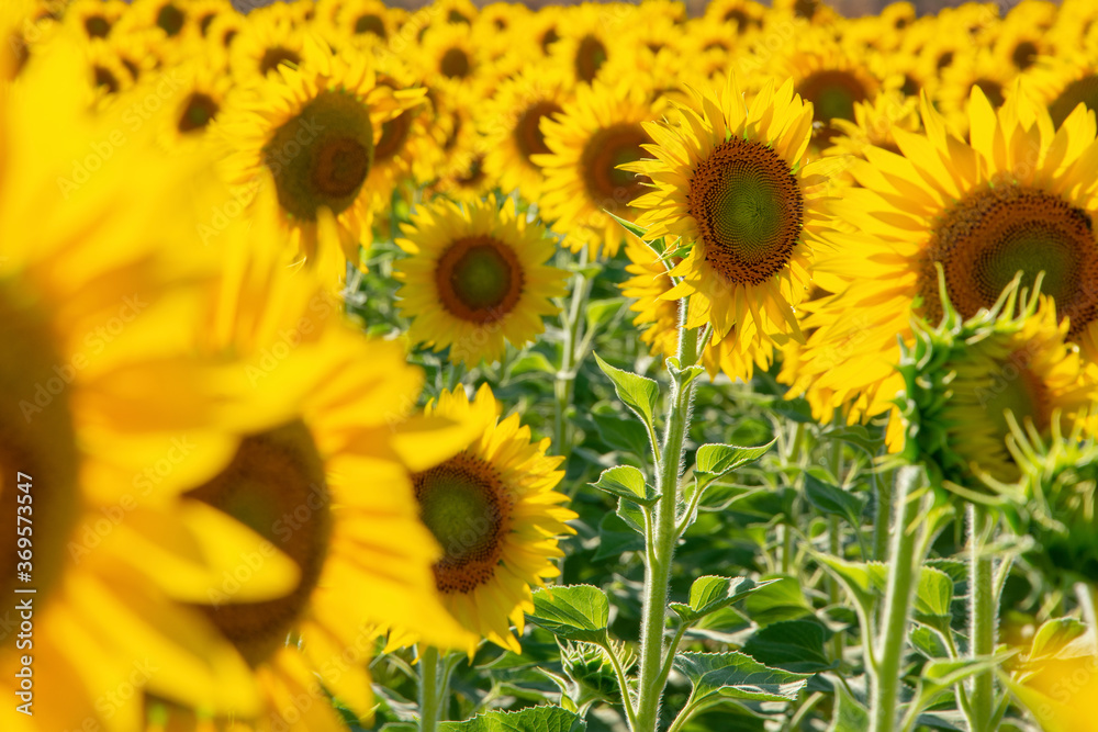 Sunflower garden in close-up Sunflower garden in close-up