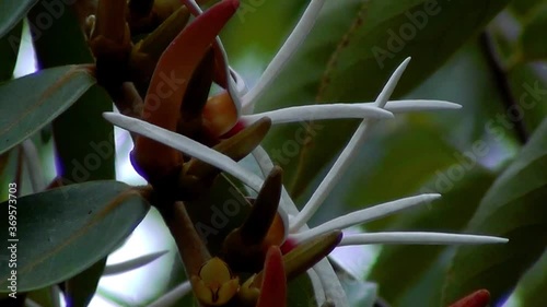 White wildflower (Xylopia aromatica) native of brazilian savannah. photo