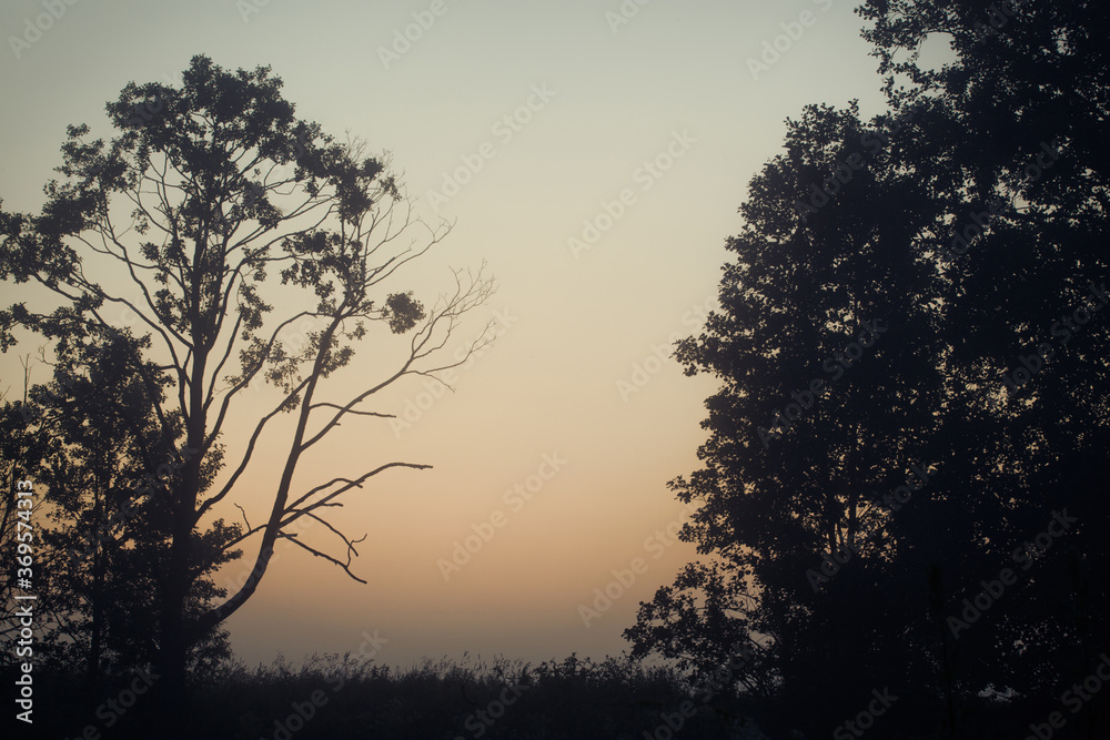 Fototapeta premium Majesty of nature: misty forest at sunrise.