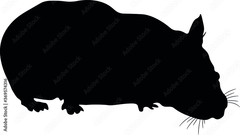 hamster, animal, fur, pet, black silhouette. hamster, animal, fur, pet, black silhouette.
