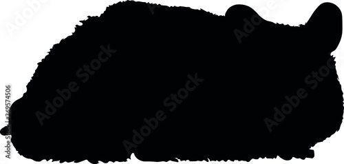 hamster  animal  fur  pet  black silhouette.