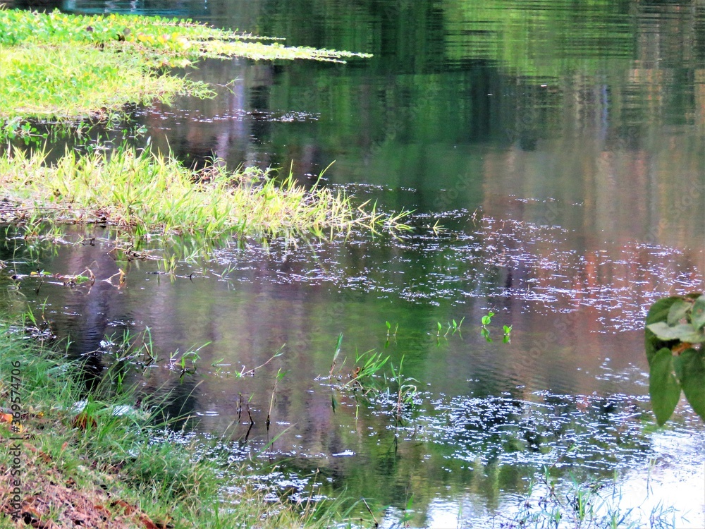 Obraz premium reflections on the lake in the forest