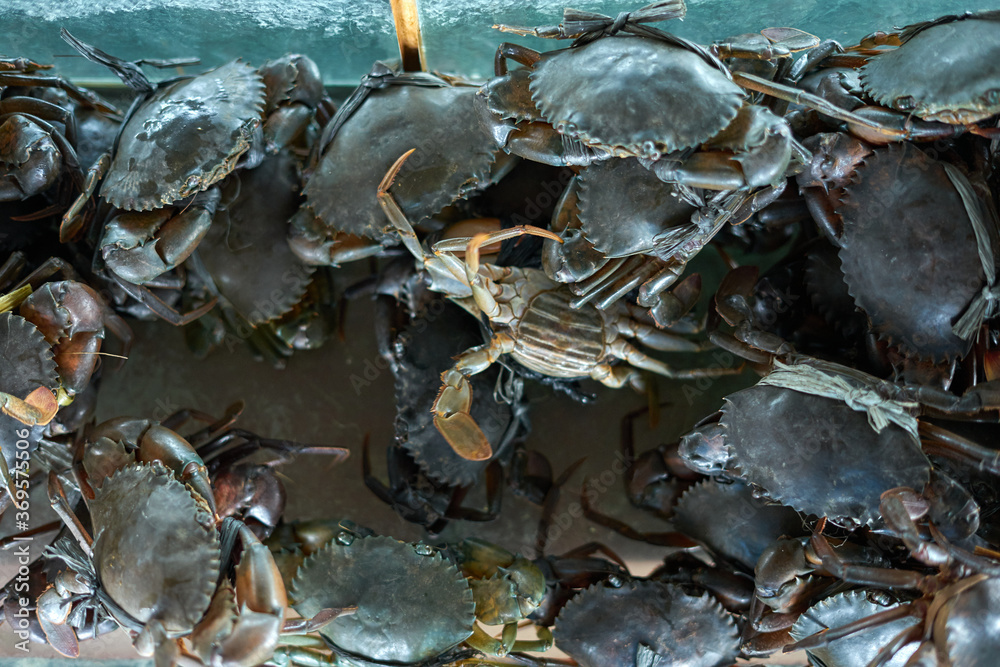 fresh Mud Crabs for sale at traditional seafood market fresh Mud Crabs for sale at traditional seafood market