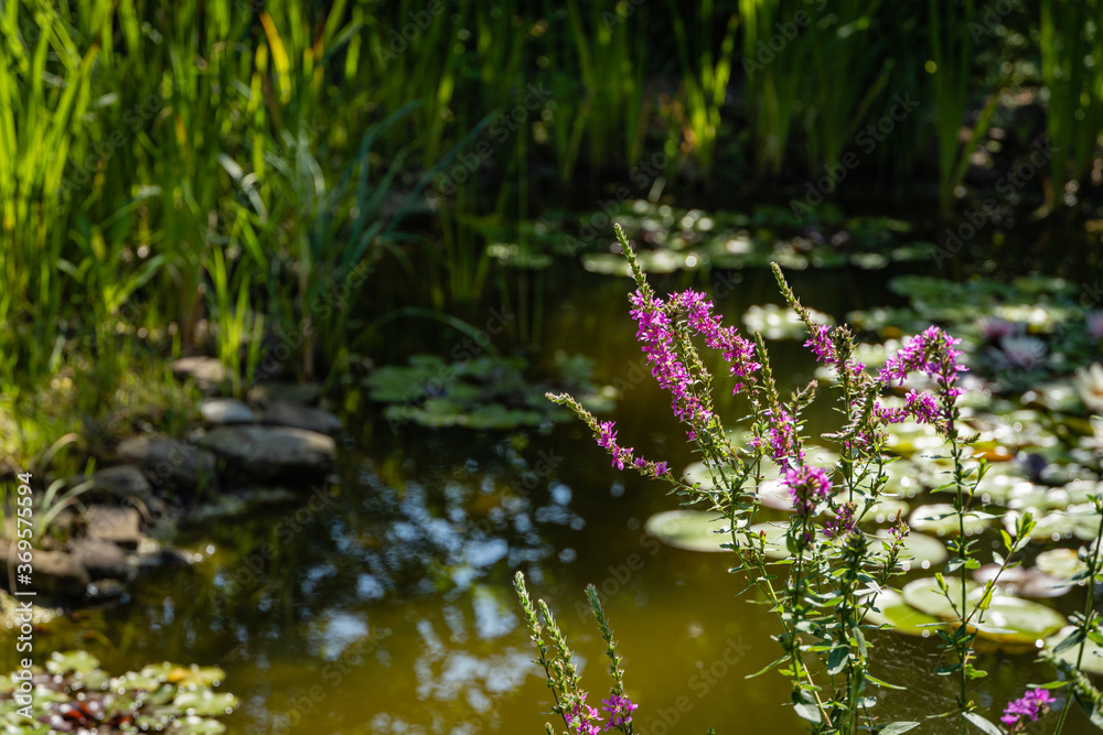 Naklejka premium Litrum salikaria or purple loosestrife. Blooming purple loosestrife on blurred background of pond water. Selective focus. Atmosphere of calm relaxation on shore of pond. Nature concept for design.