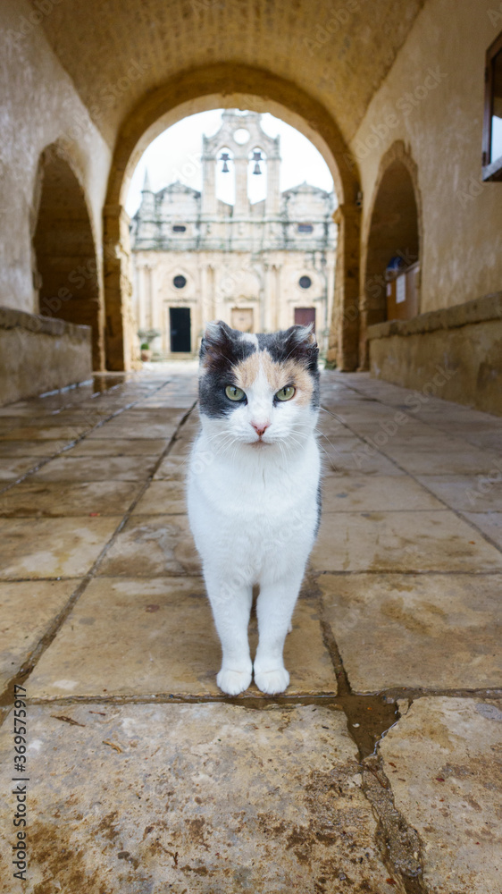 A cat in Arkadi monastery in Crete, Greece