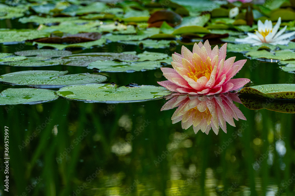 Magic big bright pink water lily or lotus flower Perry's Orange Sunset in pond. Nymphaea reflected in water. Flower landscape for nature wallpaper. Atmosphere of calm relaxation, happiness and love. Magic big bright pink water lily or lotus flower Perry's Orange Sunset in pond. Nymphaea reflected in water. Flower landscape for nature wallpaper. Atmosphere of calm relaxation, happiness and love.