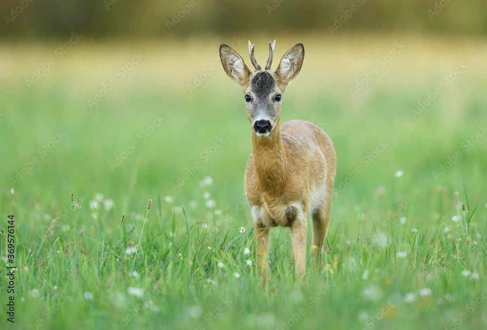 Roe deer young buck( Capreolus capreolus ) Roe deer young buck( Capreolus capreolus )