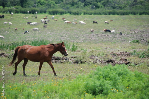 cows in the field