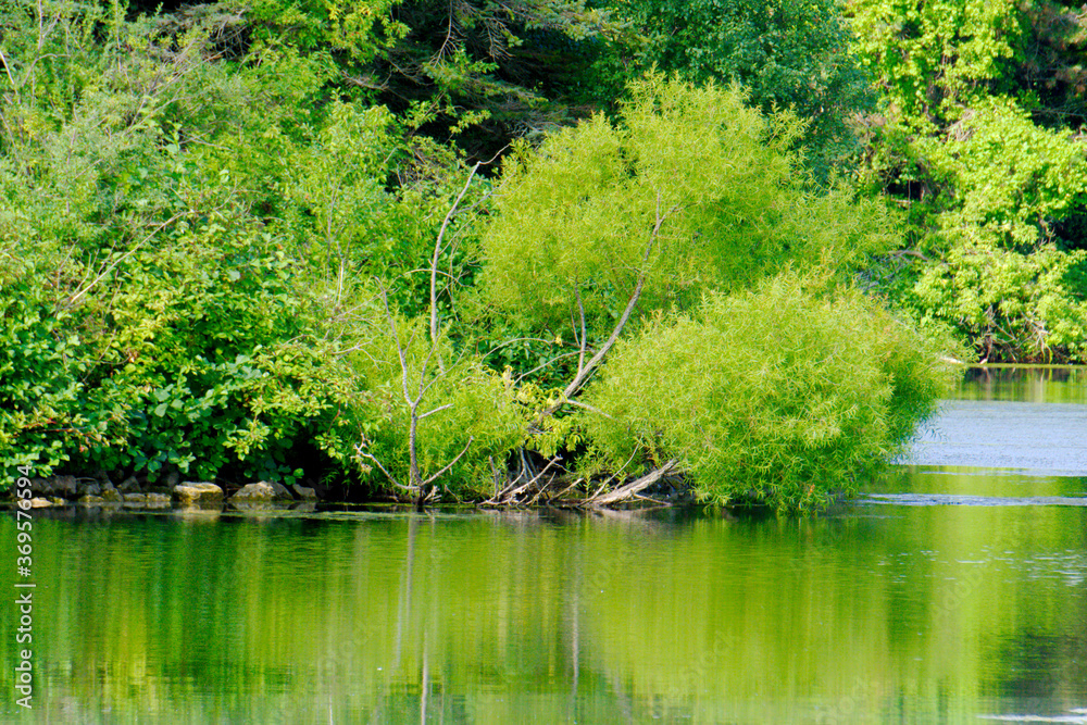 Beautiful reflection of green trees in water