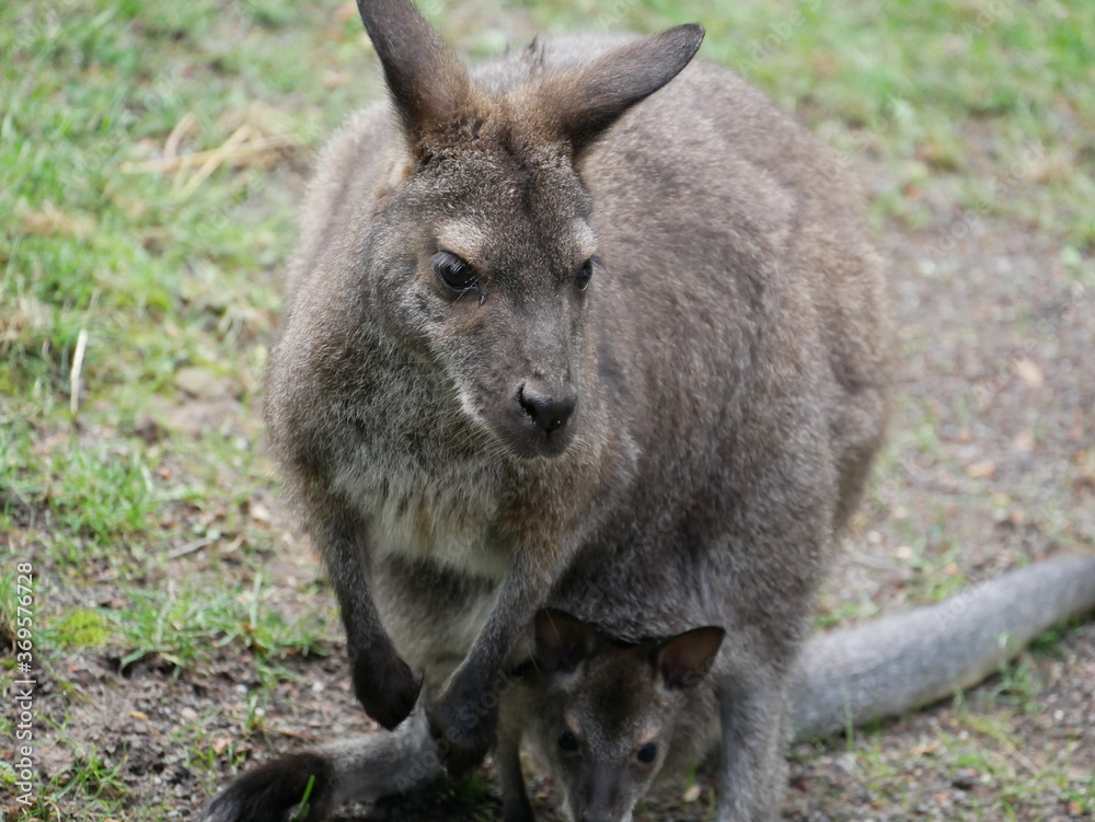 Kangaroo mit Baby
