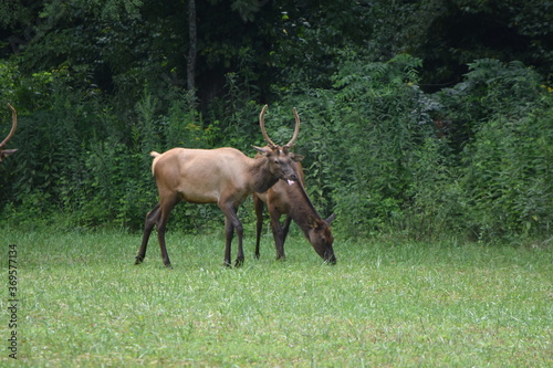 Elk in field