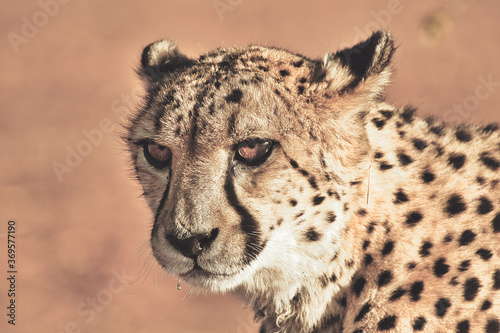 closeup of cheetah. Africa. Namibia. Cheetah head.
