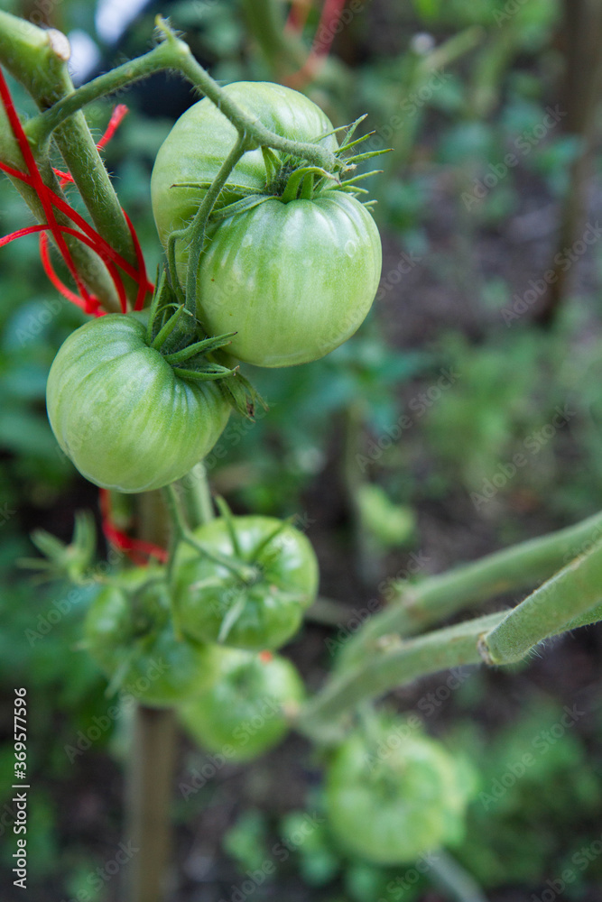 Fototapeta premium Unripe Tomatoes growing on a vine in a garden