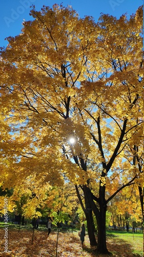 autumn trees in the park
