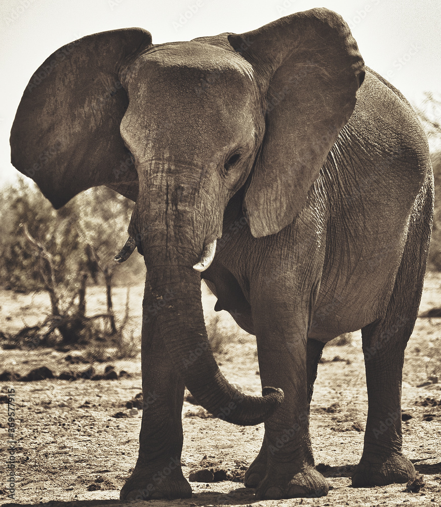 Close-up of African Elephant (Loxodonta africana). Africa