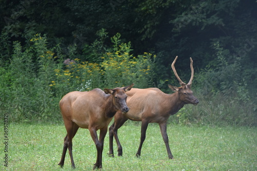 elk in field