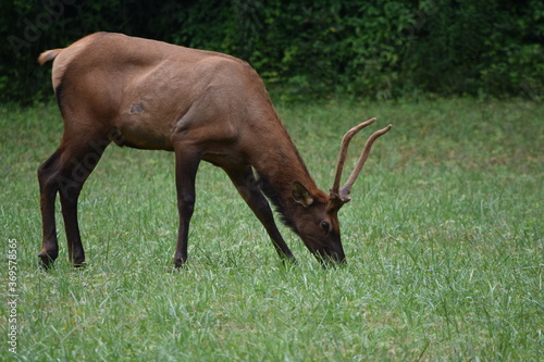 elk in field © Zachary