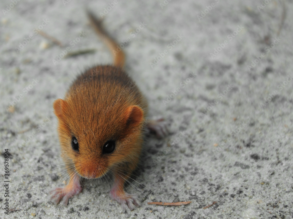 Adorable small and wild dormouse - Muscardinus Avellanarius Adorable small and wild dormouse - Muscardinus Avellanarius