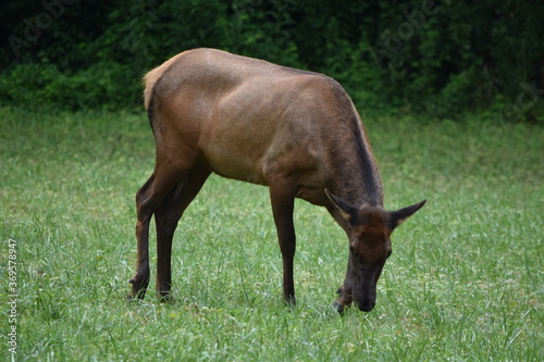 elk in field