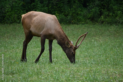 elk in field