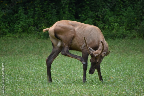 elk in field