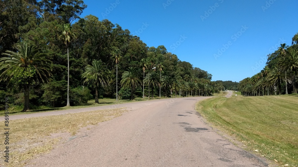 road in the forest