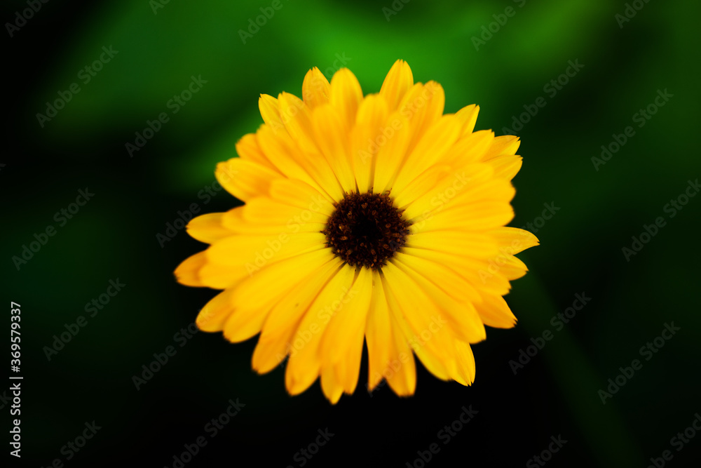 Obraz premium yellow daisy flower. Flowers background. Summer time. 