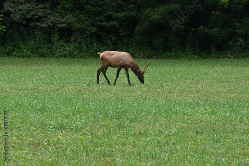 elk in field