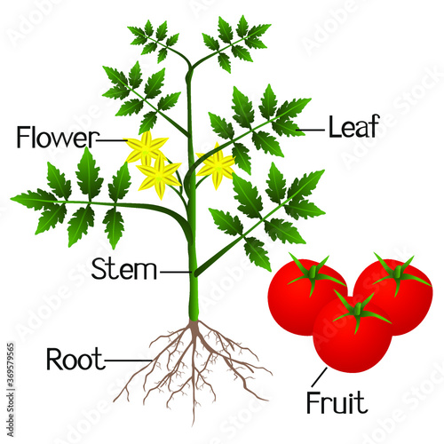 Illustration showing the parts of a tomato plant.