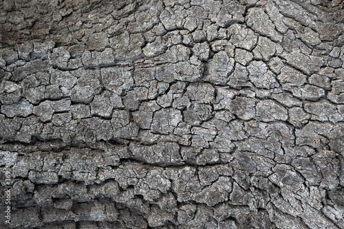 Full screen texture of the cracked bark of an old oak tree