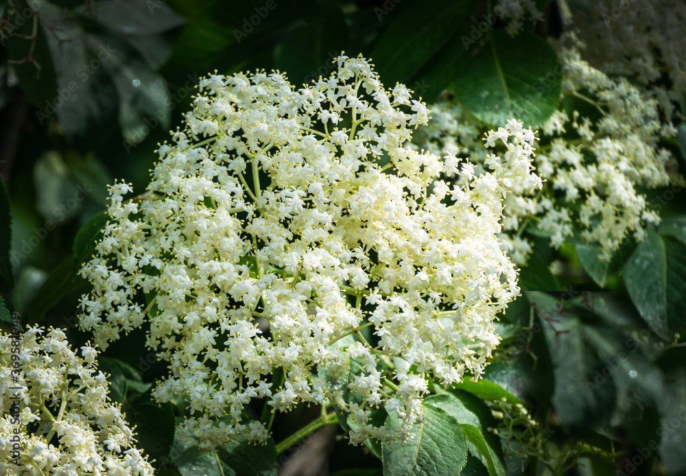 Black sambucus (Sambucus nigra) white flowers blossom. Macro of delicate flowers cluster on dark green background in spring garden. Selective focus. Nature concept for design. Black sambucus (Sambucus nigra) white flowers blossom. Macro of delicate flowers cluster on dark green background in spring garden. Selective focus. Nature concept for design.