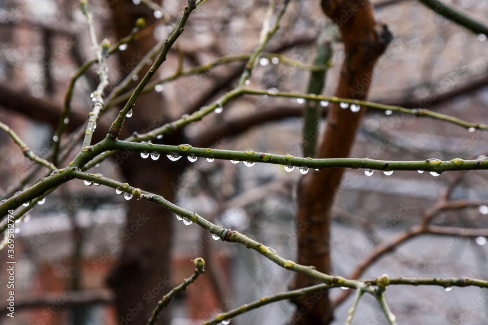 Drops after the rain in High Line Drops after the rain in High Line