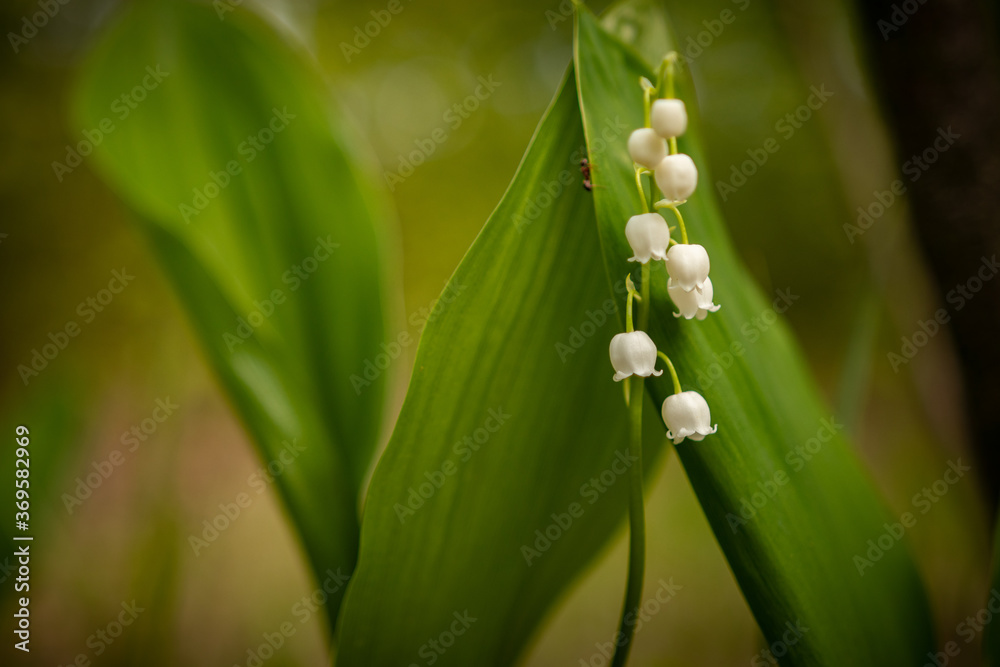 Photo wallpaper with lily of the valley flower. Macro, flora, flowers, bell, plant, garden, forest, wildlife, botany, poster, picture Photo wallpaper with lily of the valley flower. Macro, flora, flowers, bell, plant, garden, forest, wildlife, botany, poster, picture