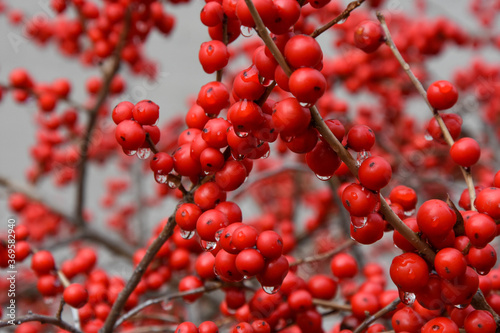 Cotoneaster is one of the woody plants of the Rosàcia family.