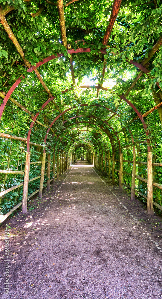 Green garden tunnel made of climbing plants. Green garden tunnel made of climbing plants.